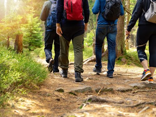 nature adventures - group of friends walking in forest with backpacks